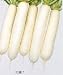 ��¢���纬 �Ͼ���(10ml)