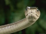 Black Mamba Snake (Dendroaspis Polylepis Polylepis) National Geographic Collection Photographic Poster Print by George Grall, 40x30