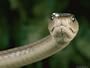 Black Mamba Snake (Dendroaspis Polylepis Polylepis) National Geographic Collection Photographic Poster Print by George Grall, 40x30