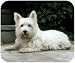 Westie West Highland Terrier On Porch Dog Puppy Mouse Pad MousePad
