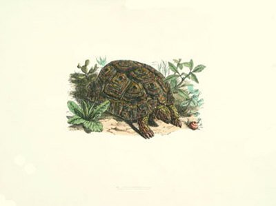 Gewöhnliche Landschildkröte von Bill Coleman, 46x36