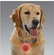 Guardian Gear Flashing Pawprint Shaped ID Tags (Collar Light)