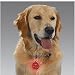 Guardian Gear Flashing Pawprint Shaped ID Tags (Collar Light)