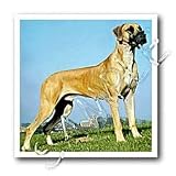 Great Dane - 8x8 Iron On Heat Transfer For White Material