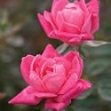 Double Pink Knock Out Rose