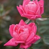Amazon / Hirts: Roses: Double Pink Knock Out Rose - Hot Pink-Disease Resistant