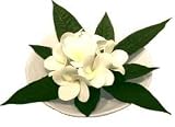 �s���ԁE�ԕr�tF-style vase Plumeria�@White�i�v�������A�x�[�X/�z���C�g�j