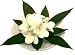 �s���ԁE�ԕr�tF-style vase Plumeria�@White�i�v�������A�x�[�X/�z���C�g�j