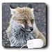 VWPics Africa - Closeup of Red Fox on the slopes of Mount Etna.(Vuples vulpes).Sicily,Italy.. - Mouse Pads