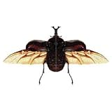 バイオカイト カブトムシ GAC0032