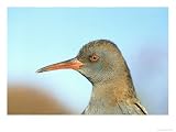 Water Rail, England, UK Photographic Poster Print by Les Stocker, 16x12