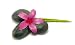 Massage Stones with Plumeria and Aloe Vera Plant - 24