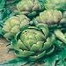 Artichoke - green globe 30 SEEDS