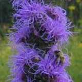 Button Blazing Star (Liatris aspera) - Jumbo Wildflower Seed Packet