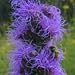Button Blazing Star (Liatris aspera) - Jumbo Wildflower Seed Packet
