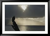 Asolitary Northern American Bald Eagle Stands Perched on a Partial Tree Trunk and Watches for Fish Art Styles Framed Photographic Poster Print by Norbert Rosing, 45x33