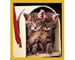 Double Trouble (2 Tiger Kittens) Fridge Magnet