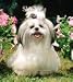 shih_tzu2shih tzu - Shih Tzu 2010 Hardcover Engagement Calendar