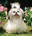 image link - - B002GXB61G