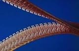 3M™  Dual Lock™  Reclosable Fastener System MP3560 Clear 0.22 in (5.6 mm) engaged thickness, 1 in x 5 yd