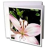 Patricia Sanders Flowers - pink lily - Greeting Cards-6 Greeting Cards with envelopes