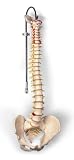 Classic Flexible Spine Model with female pelvis