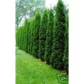 Thuja Smaragd im Topf 20 - 40 cm