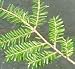 Canadian Hemlock Tree, Hefty 5 Year Old, 20-30 Inch