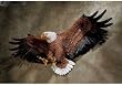 American bald Eagle statue freedom sculpture New flying
