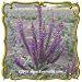 Lead Plant (Amorpha canescens) Jumbo Wildflower Seed Packet (800)