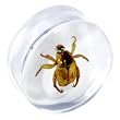 22mm Organic Beetle Resin Saddle Plug