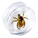22mm Organic Beetle Resin Saddle Plug