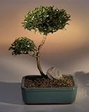 Brush Cherry Bonsai Tree - 