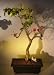 Bonsai Boy's Flowering Bougainvillea<br><i>(pink pixie)</i>