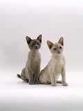 Domestic Cat, Blue and Lilac Tonkinese Kittens Sitting Photographic Poster Print by Jane Burton, 12x16