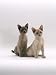   - Domestic Cat, Blue and Lilac Tonkinese Kittens Sitting Photographic Poster Print by Jane Burton, 12x16