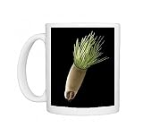 Aster seed, SEM Photo Mugs