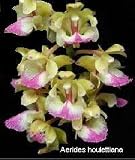 Aerides houlletiana 947