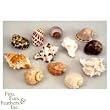 FMR HERMIT SHELL LARGE 12PC FMR HERMIT SHELL LARGE 12PC