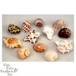 FMR HERMIT SHELL LARGE 12PC