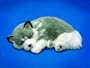 Alaskan Husky Animated Pet