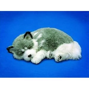 Alaskan Huskey by 
