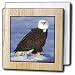 VWPics Birds - BALD EAGLE WITH FLUFFY FEATHERS ON ICE.(HALIAEETUS LECUCOCEPHALUS).HOMER, ALASKA - Tile Napkin Holders
