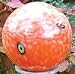 E-V 10 Inch Red-orange Peacock Spotted Globe