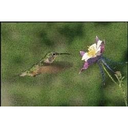 Hummingbird and Columb. - Small by 