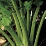 Organic Early Dell Celery 150 Seeds -Early/Sweet-Veggie