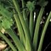 Organic Early Dell Celery 150 Seeds