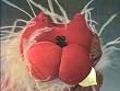 Red Cat 12 inch Plush Sachet