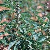Organic Lime Basil 100 Seeds - Herb