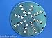 Large Hole Cheese grating disc Hobart Univex Uniworld Alfa Mixer Pelican Head Shredder Disc 1/2 In. Holes